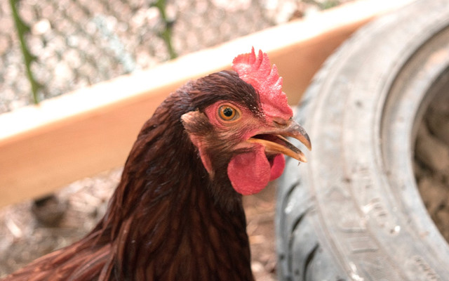 Rhode Island Red 