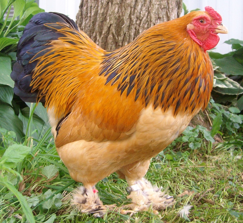Everything You Need to Know About the Brahma Chicken ...