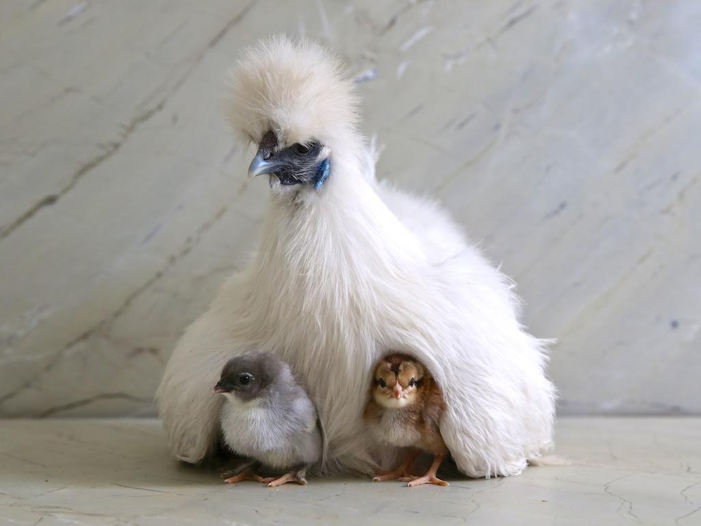 silkie chicken